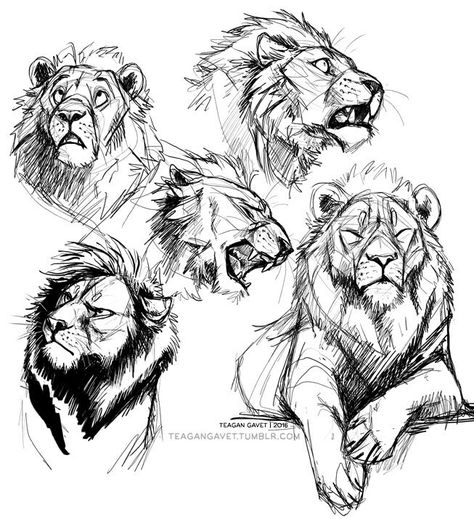 Drawing Reference Animals, Reference Animals, Lion Sketch, Lion Drawing, 동화 삽화, Animal Drawings Sketches, Big Cats Art, Animal Study, Lion Art