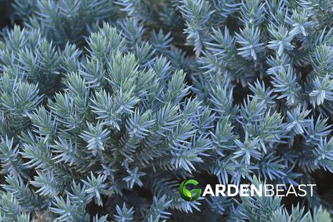 Blue Star Juniper Guide: How to Grow & Care for “Juniperus Squamata ‘Blue Star'” Blue Star Juniper Shrub, Juniperus Squamata Blue Star, Blue Point Juniper, Juniper Shrub, Juniperus Squamata, Juniper Plant, Blue Star Juniper, Limestone Patio, Planter Beds