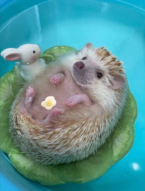 Hedgehog Pet, Cute Small Animals, Cute Hedgehog, Cute Hamsters, Pretty Animals, Silly Animals, Cute Animal Photos, Hedgehogs, Cute Creatures