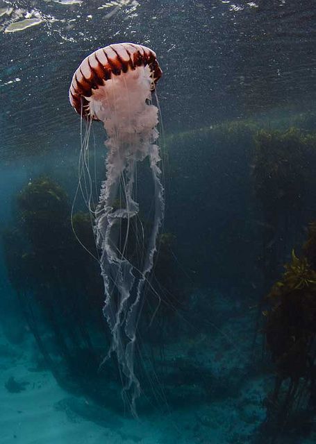 so amazing Underwater Jellyfish, Tatoo 3d, Jellyfish Photography, Deadly Creatures, Cnidaria, Fauna Marina, Monterey Bay Aquarium, Life Aquatic, Beautiful Sea Creatures