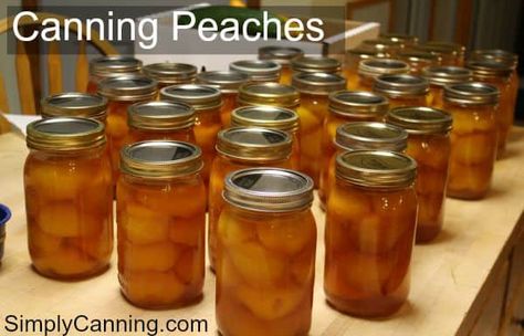 Canning peaches: Does anything beat picking a peach fresh off the tree and eating it right there? Learning how to can peaches enables you to have that fresh taste year around. #SimplyCanning can help! #CanningPeaches #Peaches Steam Canning, Canning Venison, Canning Gifts, Pickled Peaches, Sour Cherry Pie, Canning Granny, Canning Pears, Canning Apples, How To Peel Peaches