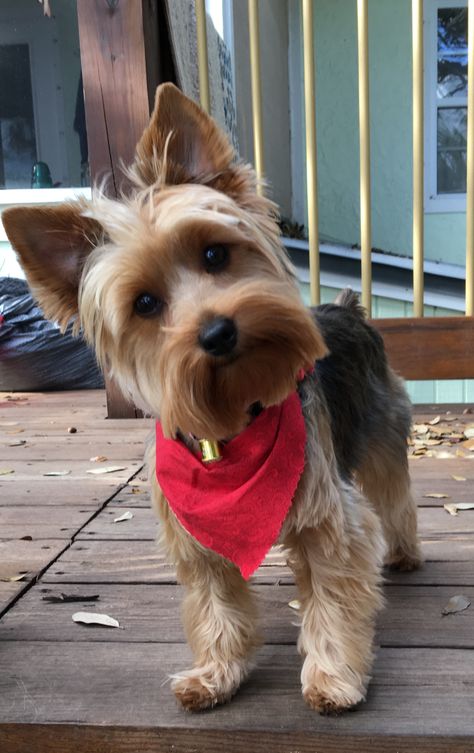 Summer Yorkie Haircut, Yorkie Haircut, Yorkie Puppy Haircuts, Yorkie Summer Cut, Party Yorkie Haircut, Yorkie Cuts, Yorkie Hairstyles, Yorkie Haircuts, Biewer Yorkie