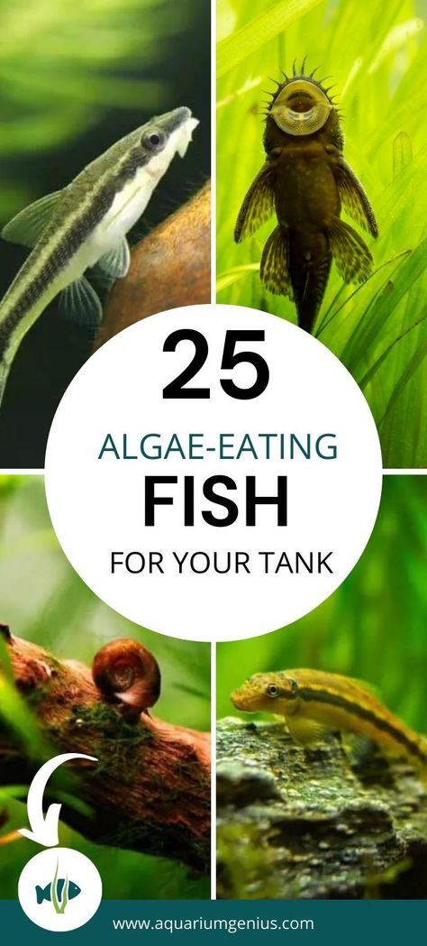 Looking for algae eater fish ideas to add to your freshwater aquarium? Here you'll find exactly that. The 25 best algae eating fish for any tank. Whether you're a beginner or a more experienced fishkeeper, these are great algae eater aquarium fish ideas for beginners. Fish That Clean The Tank, Cool Freshwater Fish, Algae Eater Fish, Fresh Water Aquariums Ideas, Planted Fish Tank Aquascaping, Simple Fish Tank Ideas, Beginner Fish Tank, Freshwater Aquarium Ideas, Kitchen Aquarium