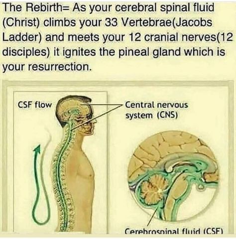 No Fap, Spinal Fluid, Human Spine, Word Text, Sacred Science, Cerebrospinal Fluid, Kundalini Awakening, Pineal Gland, Know Thyself