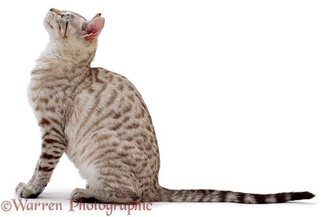 Photograph of Silver tabby cat looking up, profile. Rights managed white background image. Silver Tabby Cat, Ragdoll Cat Breed, Cat Profile, Funny Cat Photos, Cat Reference, Cat Sketch, Siberian Cat, Cat Pose, Red Cat