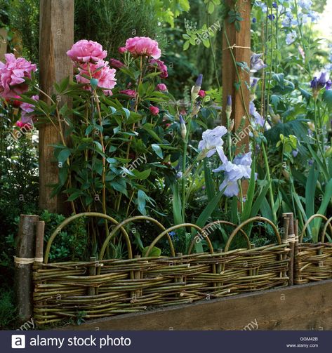 Download this stock image: Raised Bed - edged with woven willow - (Please credit: Photos Hort/Halls Gdn Design)   RAB103574 - GGM42B from Alamy's library of millions of high resolution stock photos, illustrations and vectors. Bountiful Harvest, Raised Bed, Kitchen Garden, Raised Beds, Beautiful Kitchens, Clematis, Garden Inspiration, Garden Ideas, Light Box