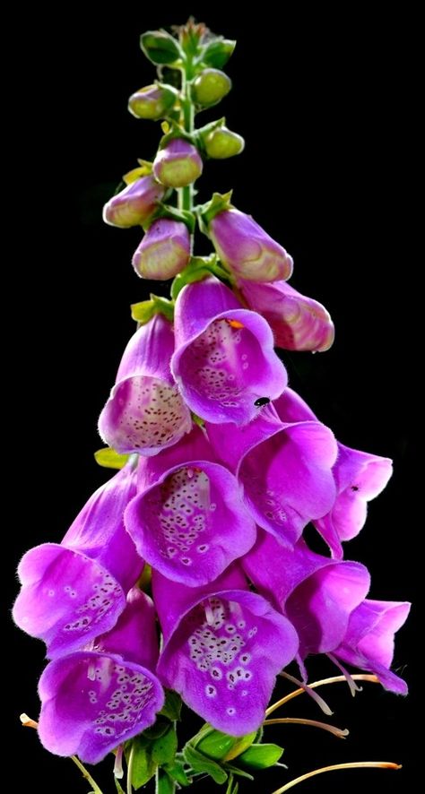 Fox glove Foxglove Photography, Foxgloves In Garden, Fox Glove Flower, Fox Gloves Flower, Fox Gloves, Fox Glove, Foxglove Flower, Poisonous Plants, Herbaceous Perennials