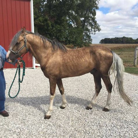 Sooty Palomino, Sooty Palomino Horse, Silver Bay Horse, Kathiyawadi Horse, Horse Lead, Horse Coat Colors, Pony Breeds, Palomino Horse, Equestrian Helmet