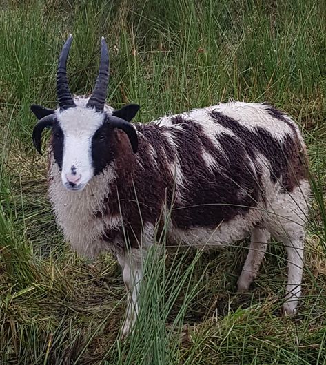 one of our lovely Jacob tup lambs for sale this autumn Wolf And Lamb, Jacobs Sheep, Sacrificial Lamb, Sleeping Lamb, Lamb Looking Up, Kune Kune Pigs, Jacob Sheep, Amazing Animal Pictures, Whippet Dog