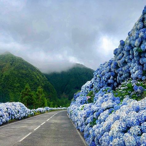 Unbelievable hydrangea fields! 🌿💙🌿 @sao_miguel #azores #azoresislands #visitazores #saomiguel #saomiguelisland #portugal #hydrangea… Azores Islands, São Miguel Island, Hydrangea Bloom, Blue Island, Garden Inspiration, Travel Dreams, Beautiful World, Hydrangea, Places To See