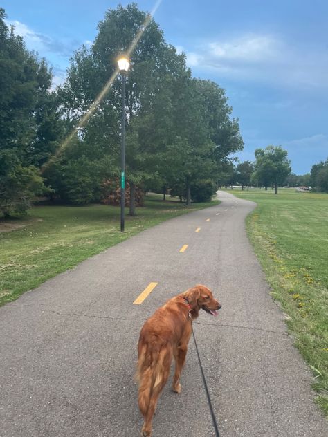 Golden Retriever Training, Dog Walking Business, Golden Labs, Golden Retriever Puppy, Future Goals, Dogs Golden Retriever, Future Life, Dog Walking, Dog Friends