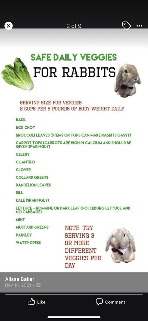 Bunny Diet Chart, Food For Bunnies, Diy Rabbit Food, Bunny Feeding Schedule, Lion Head Bunny Care, 4h Rabbit Project, Bunny Care Checklist, Rabbit Schedule, Bunny Pet Care