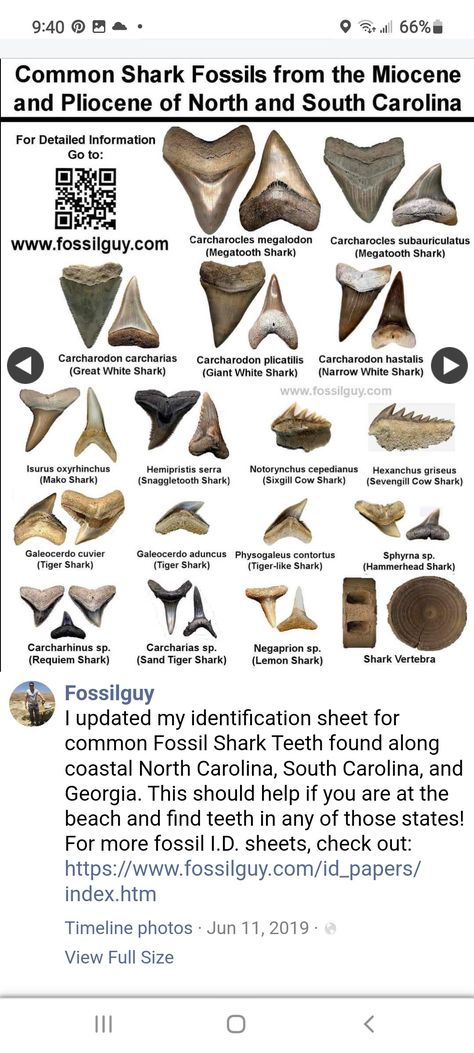 Shark Tooth, Biology Drawing, Sea Life Tattoos, Shark Facts, Mako Shark, Tiger Shark, Fossil Hunting, Myrtle Beach Vacation, Reef Shark