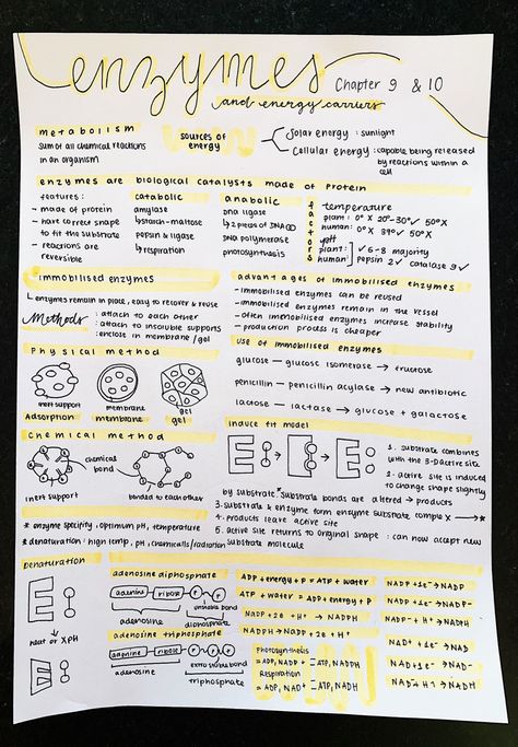 Enzymes Biology Notes Aesthetic, Enzymology Notes, Biomedical Science Notes, Enzymes Biochemistry, Enzymes Biology Notes, Biomolecules Notes Biology, Enzymes Notes, Aesthetic Science Notes, Biology Notes Aesthetic