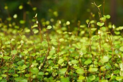 Growing Angel Vine In A Container: How To Care For A Potted Angel Vine Angel Plant, Vine Plants, Container Garden, Companion Planting, Hair Vine, An Angel, Plant Care, Container Gardening, Garden Landscaping