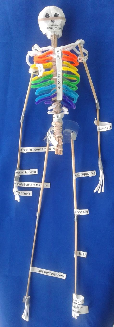 Skeleton Model Project How To Make, 3d Skeletal System Project, Skeleton Diy Projects, Skeleton Model Project, Skeletal System Project, Skeleton For Kids, Skeleton Project, School Project Ideas, Skeleton System