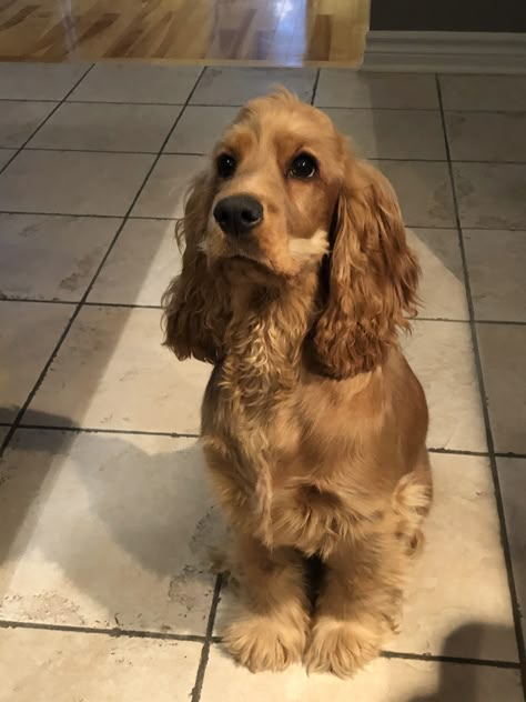 Cocker Spaniel Haircut, Golden Cocker Retriever, English Cocker Spaniel Puppies, Golden Cocker Spaniel, Spaniel Breeds, Cocker Spaniel Puppies, Cocker Spaniel Dog, English Cocker, Cute Animals Puppies