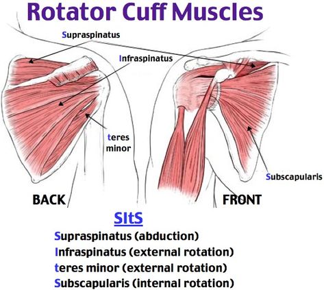 Best Exercise for Rotator Cuff muscles - Stretch, Strength Shoulder Exercises Physical Therapy, Upper Limb Anatomy, Rotator Cuff Muscles, Punkty Spustowe, Shoulder Anatomy, Muscles Anatomy, Brushing Hair, Gross Anatomy, Yoga Anatomy