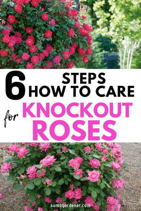 Knockout Roses Care, Pruning Knockout Roses, Roses Garden Care, Knock Out Roses, Rose Plant Care, Knockout Roses, Rose Garden Design, Rose Care, Growing Roses