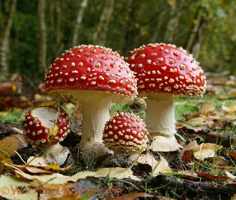 Photograph of Fly Agaric (Amanita muscaria). Rights managed image. Fly Agaric Mushroom, Red Mushrooms, Mushroom Pictures, Amanita Muscaria, Fly Agaric, Plant Fungus, Mushroom Fungi, Wild Mushrooms, Mushroom Art