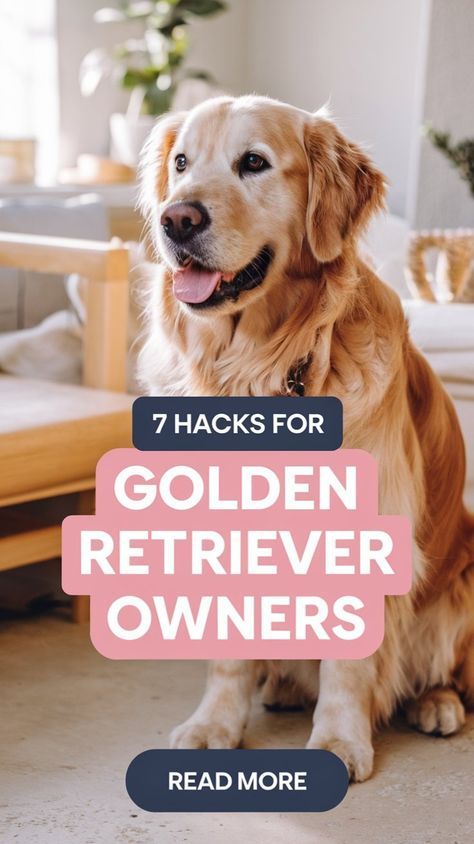 Golden Retriever Care, Golden Retriever Puppy Training, Golden Retriever Quotes, Puppy Hacks, Golden Retrievers Puppies, Golden Retriever Grooming, Golden Retriever Owner, Old Golden Retriever, Golden Retriever Funny