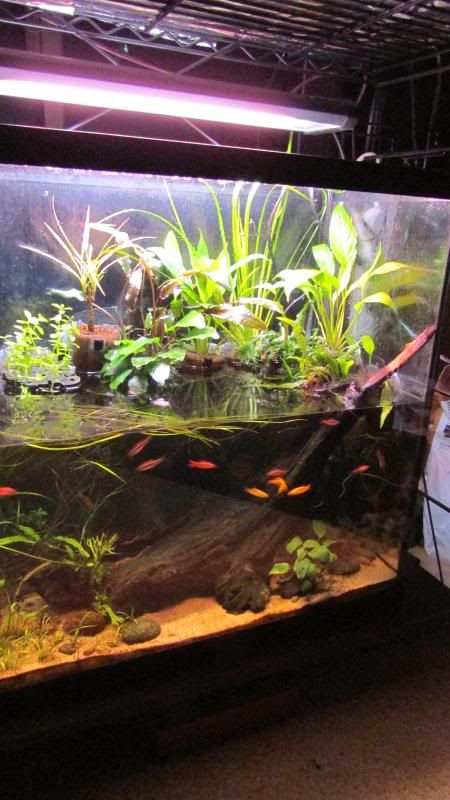 Tall Aquarium Ideas, Half Water Half Land Fish Tank, 30 Gallon Fish Tank Ideas, 20 Gallon Long Aquarium Ideas, 30 Gallon Fish Tank, 20 Gallon Long Planted Aquarium, 12 Gallon Long Aquarium, Column Aquarium Aquascape, Biotope Aquarium