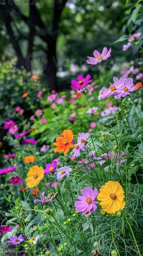 AI generated Vibrant Array of Cosmo Flowers Blooming in a Lush Garden During Springtime Cosmo Flowers, Cosmo Flower, Cosmos Flowers, Flowers Blooming, Tree Saw, Wedding People, Heart Tree, Cityscape Photos, Lush Garden