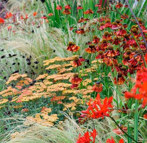 Garden Colour Schemes, Red And Purple Flowers, Wild Gardens, Tiny Gardens, Purple Flowers Garden, Naturalistic Garden, Commercial Landscape, Prairie Garden, Planting Design