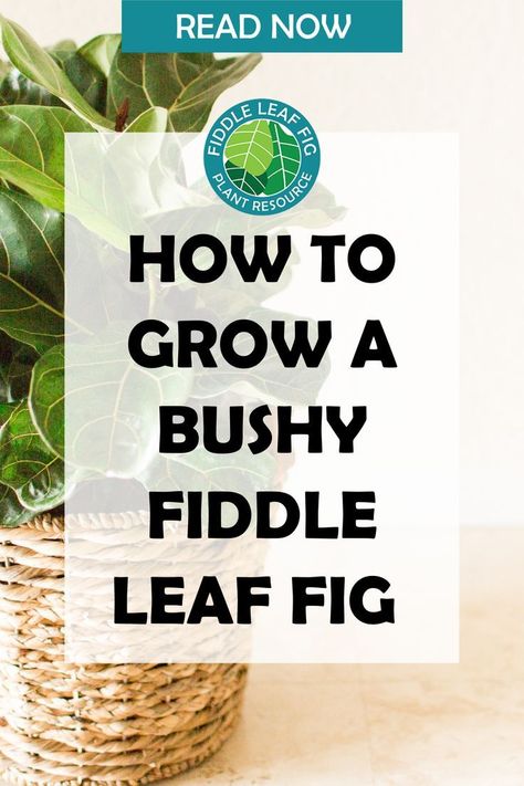 While the fiddle leaf tree shape is popular, a lot of fiddle fans actually prefer their fiddles more bush-shaped. We think both are beautiful, but we wanted to give the bushy fiddles some attention! You can find lots of information about cultivating a tree-shaped fiddle leaf fig, but what if you’re going for the more bushy look? In this article, we’ll show you how to get that lush, thick foliage you’re after. Indoor Fig Trees, Fig Bush, Fig Leaf Tree, Fiddle Leaf Fig Care, Fiddle Fig Tree, Fiddle Tree, Dream Garden Backyards, Fiddle Leaf Tree, Fig Plant