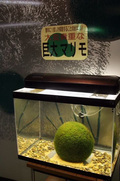 Moss Ball Aquarium, Marimo Moss Ball Terrarium, Japanese Moss Balls, Marimo Moss Ball, Marimo Moss, Moss Ball, Ball Aesthetic, Slime Mould, Plant Fungus