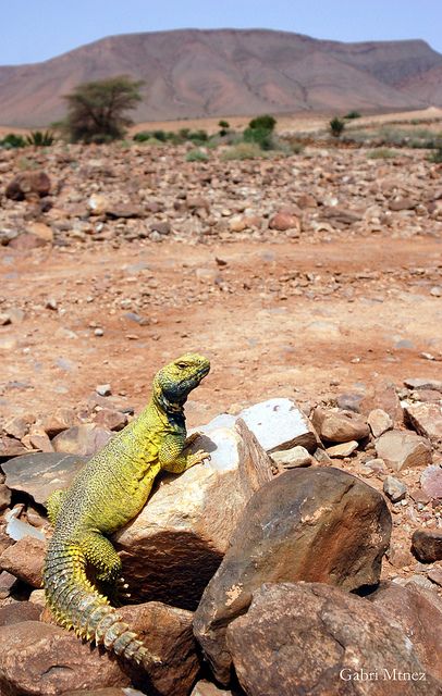 Uromastyx nigriventris in habitat by Gabri Mtnez, via Flickr Uromastyx Lizard, Big Tortoise, Rainforest Habitat, Chameleon Lizard, Tortoise Care, Desert Tortoise, Giant Tortoise, Living Organisms, Chameleons