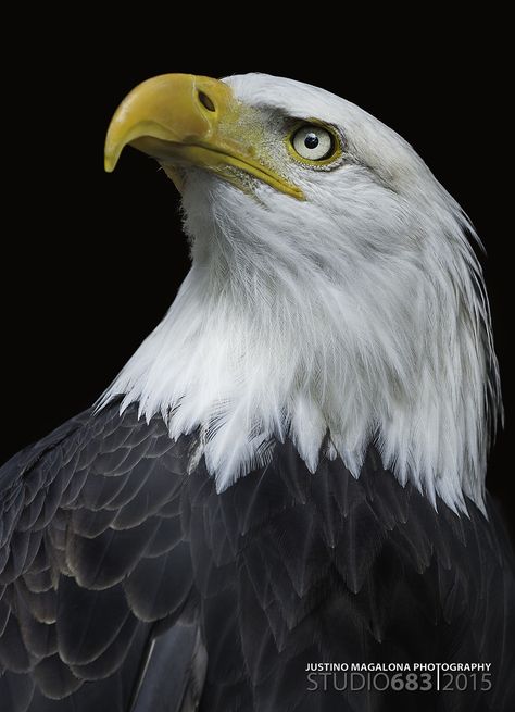 Iphone Wallpaper Eagle, Aesthetic Eagle, Eagle Aesthetic, Bald Eagle Photography, Bald Eagle Art, Aigle Royal, Eagle Symbol, Eagle Face, Eagle Drawing