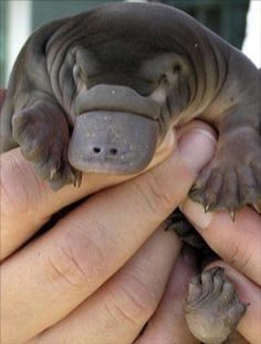 AWWW, didn't think creatures on earth are cute. it could use for bat wings and red eyes. then it would be really good Baby Platypus, Baby Animals Pictures, Bohol, Platypus, Pretty Animals, Cute Animals Images, Australian Animals, 웃긴 사진, Cute Critters