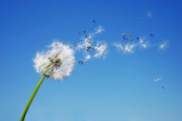 A gust of wind disperses dandelion seeds. The Last Airbender Characters, Nature Clock, Skyrim Nexus Mods, Dandelion Wallpaper, Black Mage, Foto Transfer, Blowing In The Wind, Natural Magic, Dandelion Seed