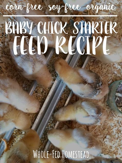 Chicken Feed Diy, Homemade Chicken Feed, Chick Feed, Organic Chicken Feed, Urban Chicken Farming, Raising Chicks, Urban Chickens, Backyard Chicken Farming, Organic Baby Food