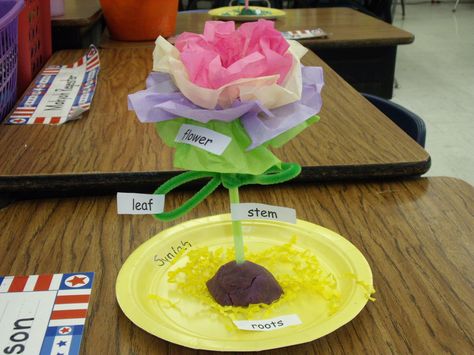 3D plant model made with pipe cleaners, tissue paper, a straw, a paper plate, Easter grass, and play doh Flower Science, Plant Plate, Plants Classroom, Science Models, 1st Grade Science, First Grade Science, Plant Crafts, Flower Model, Plant Projects