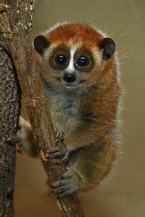 Pygmy Slow Loris, Prospective Art, Loris Animal, Pygmy Sloth, Baluchistan Pygmy Jerboa, Slow Loris, Brookfield Zoo, Animal Painting, Amazing Animals