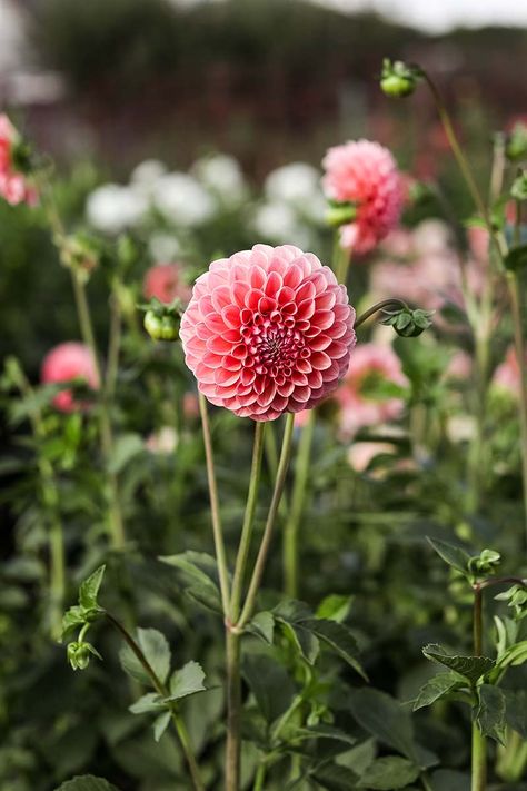 How to Prevent Dahlias from Falling Over: Support Options for Your Plants Supporting Dahlias, Dahlia Support Ideas, Dahlia Support, Dahlia Flower Garden, Fall Forward, Long Flowers, Tomato Cages, Tall Flowers, Fall Over