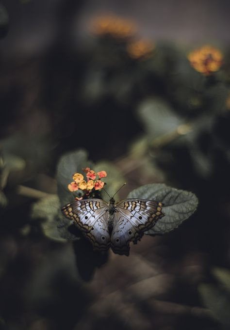 Rachel Bellinsky Photo Papillon, Types Of Butterflies, Moth Caterpillar, Midnight Garden, Night Garden, Butterfly Kisses, Butterfly Wallpaper, Colorful Butterflies, Animal Planet