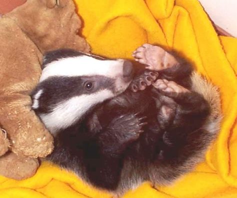 baby Eurasian badger. I think these little guys are just adorable! Cute Badger, Baby Badger, Honey Badgers, Honey Badger, Animal Magic, Cute Animal Pictures, Cool Pets, A Blanket, Animal Photo