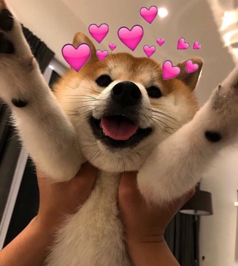 Cute Love Memes, Cat Aesthetic, Cute Memes, Siberian Husky, Shiba Inu, 귀여운 동물, Animal Memes, Reaction Pictures