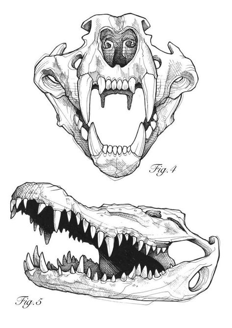 Cool Animal Skulls, Animal Skulls Tattoo, Animal Skull Drawing Reference, Animal Skull Drawing Sketches, Animal Bones Tattoo, Animal Skulls Drawing, Animal Bones Drawing, Animal Skull Sketch, Animal Skeleton Drawing