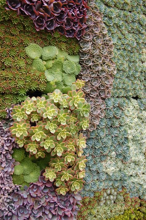 All sizes | Succulent Gardens booth | Flickr - Photo Sharing! Succulent Wall Garden, Kaktus Dan Sukulen, Vertical Succulent Gardens, Flora Garden, نباتات منزلية, Succulent Art, Walled Garden, Succulent Wall, Have Inspiration