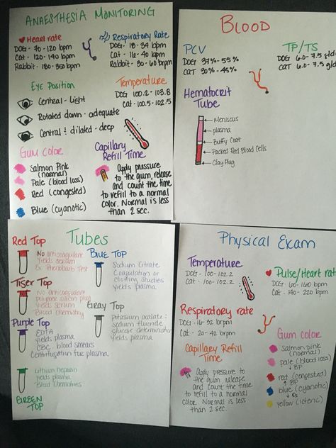 Veterinary technician cheat sheets! Vet Tech Necessities, Vet Tech Cheat Sheet Anesthesia, Vet Tech Olympics, Veterinary Technician Cheat Sheets, Vet Med Cheat Sheet, Vet Tech Notes Aesthetic, Veterinary Cheat Sheets, Ear Cytology Veterinary Chart, Student Veterinary Nurse