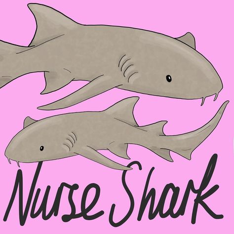 Day Thirty Seven #100dayproject  #100daysofamazinganimals  Nurse Shark . Carrying on with the amazing sharks, here’s a nurse shark 🧡 These… Nurse Shark Art, Nurse Shark Drawing, Shark Drawing Easy, Shark Painting, Shark Drawing, Shark Costumes, Nurse Shark, Cute Nurse, Marine Biology