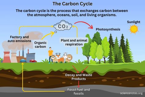 Learn about the carbon cycle. Get its definition, see the steps involved, and discover why the carbon cycle is important. The Carbon Cycle, Learn Chemistry, Carbon Cycle, Agricultural Practices, Energy Resources, Water Cycle, Water Bodies, Human Activity, Carbon Dioxide