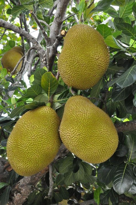 Jackfruit Aesthetic, Fruit Nail Design, Jackfruit Plant, Nails Fruit, Food Photography Fruit, Jackfruit Tree, Pizza Fruit, Weird Fruit, Desserts Fruit