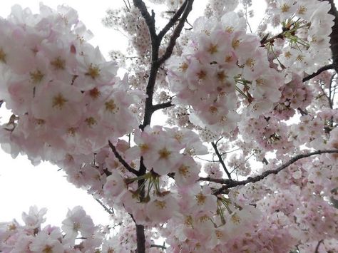 Fairycore Wallpaper, Japan Aesthetic, Blossom Tree, Cherry Blossom Tree, Blossom Trees, Abstract Images, Laptop Wallpaper, Nature Aesthetic, Pretty Flowers