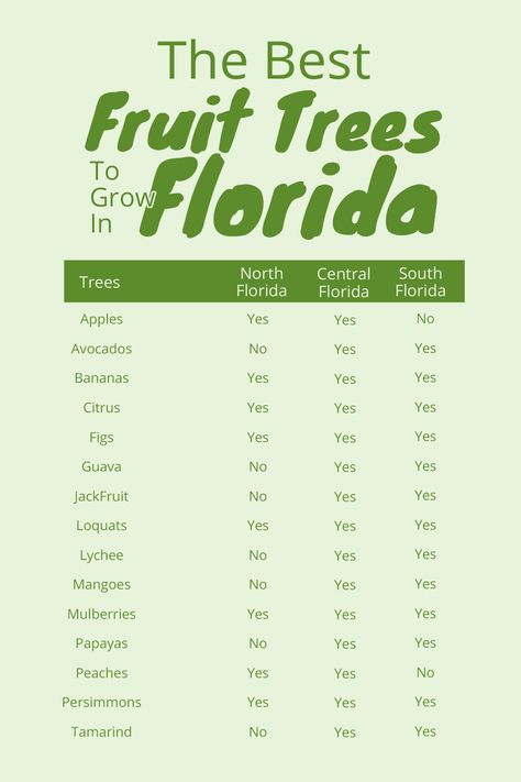 14 Different fruit trees that you can grow in Florida Best Fruit Trees To Grow, Fruit Trees Backyard, Florida Trees, Tattoo Plant, Fruit Bushes, Florida Landscaping, Florida Plants, Florida Gardening, Gardening Zones