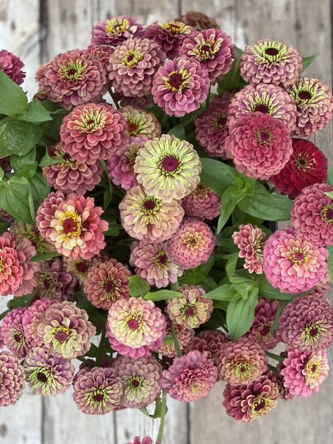 Benary's Giant Zinnia, Zinnias Wedding Bouquets, Zinnia Garden Beds, Oklahoma Zinnia, When To Plant Zinnias, Zinnia Wedding Bouquet, Zinnia Varieties, Lime Zinnia, Pink Zinnias